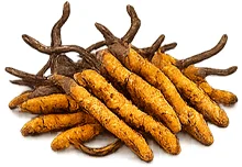 Extrakt z cordycepsu — složka doplňku Cordyceps Pulse