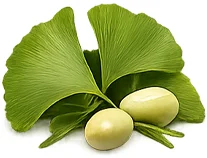 Extrakt z ginkgo biloba — složka Cordyceps Pulse
